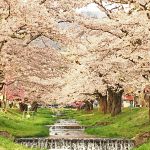 観音寺川の桜