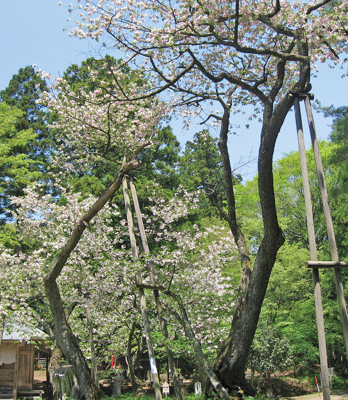 大鹿桜