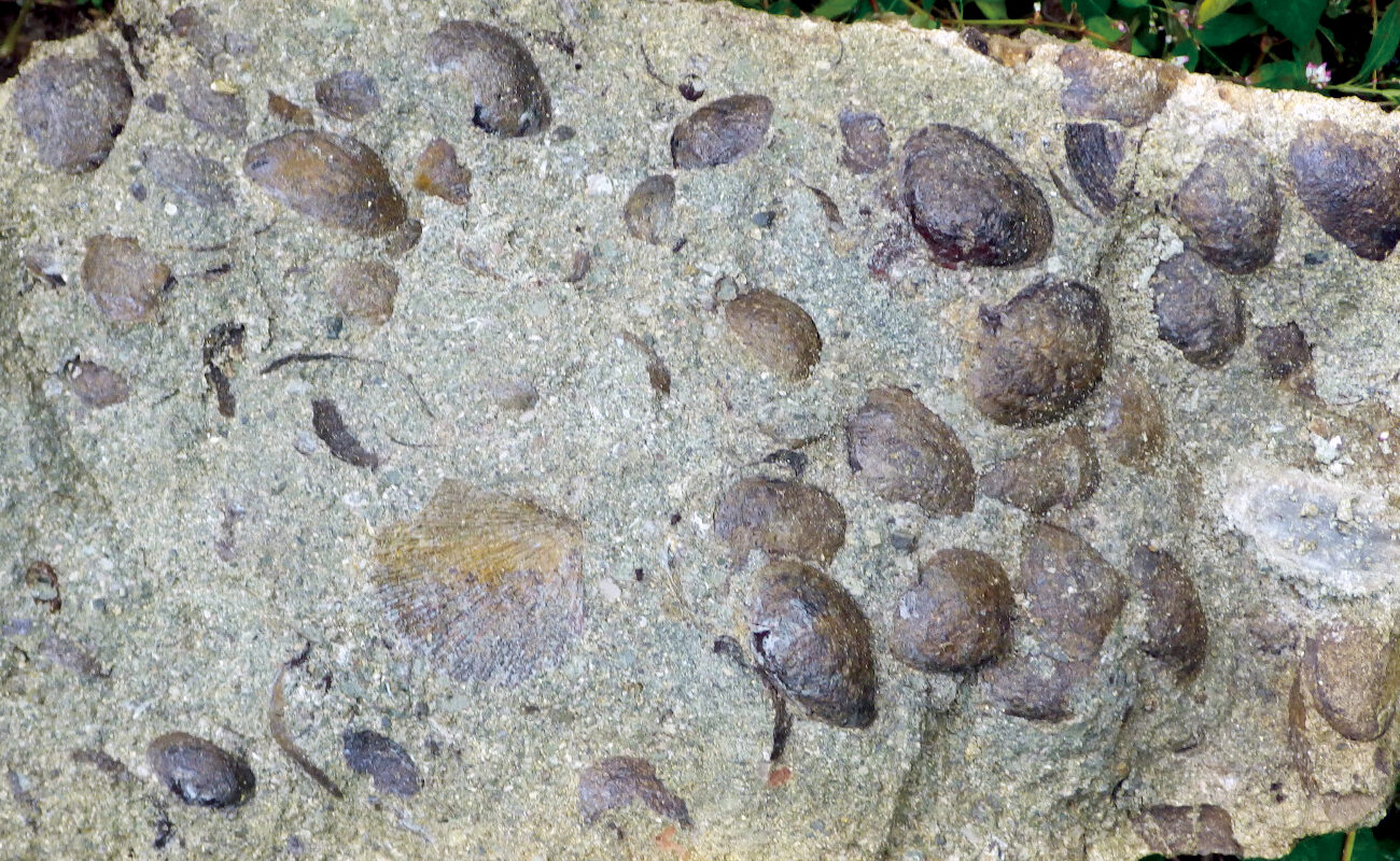 二の沢層の貝化石が密集した泥岩ブロック